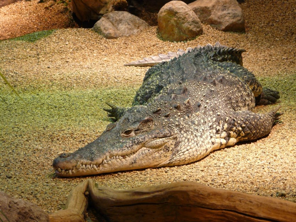 découvrez les ancres alligator, idéales pour maintenir votre bateau en toute sécurité. conçues pour une tenue optimale et une installation facile, ces ancres vous garantissent des sorties en mer sereines et sans soucis. profitez de la robustesse et de l'efficacité des ancres alligator pour vos aventures nautiques.